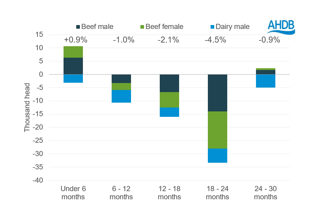 Chart showing current GB cattle populations